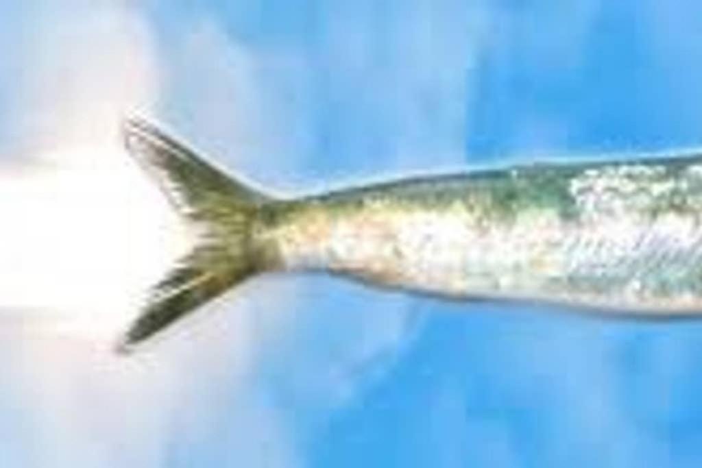 La Sardine Au Coeur Du Panier Marselha Exterior foto